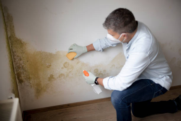 Best Biohazard Mold Removal  in USA